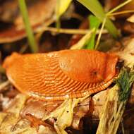 Image of red slug