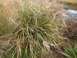 Image of Cyperus ustulatus A. Rich.