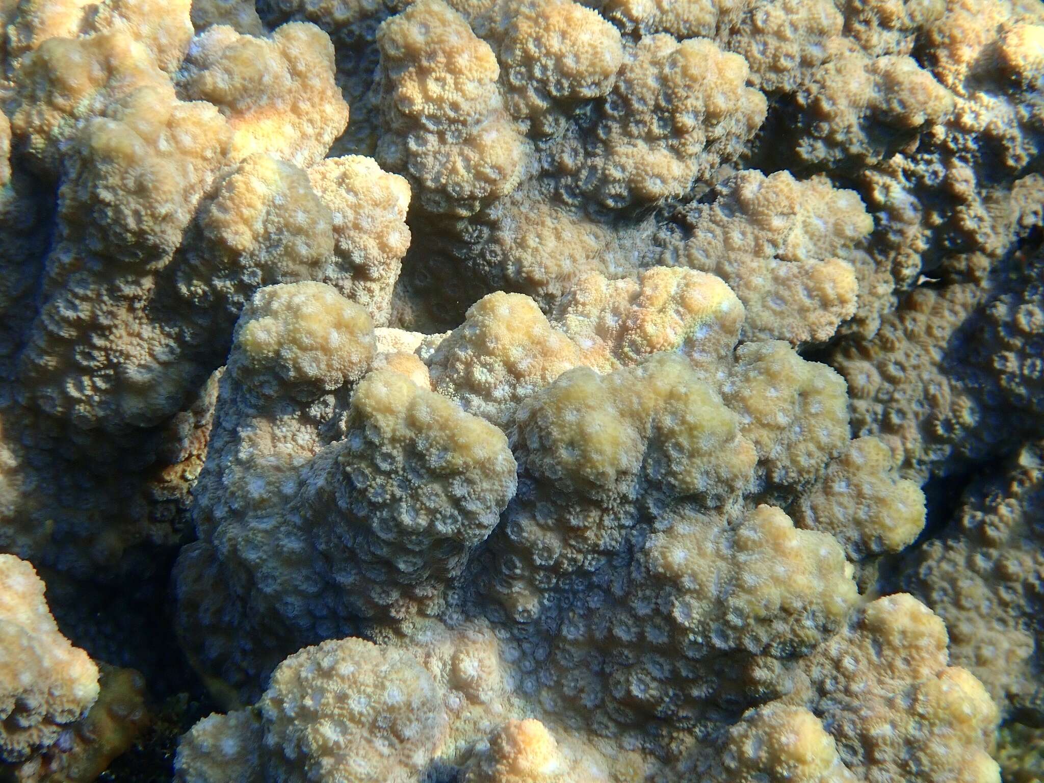 Image of hedgehog coral