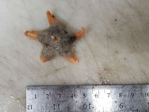 Image of Wrinkled slime star