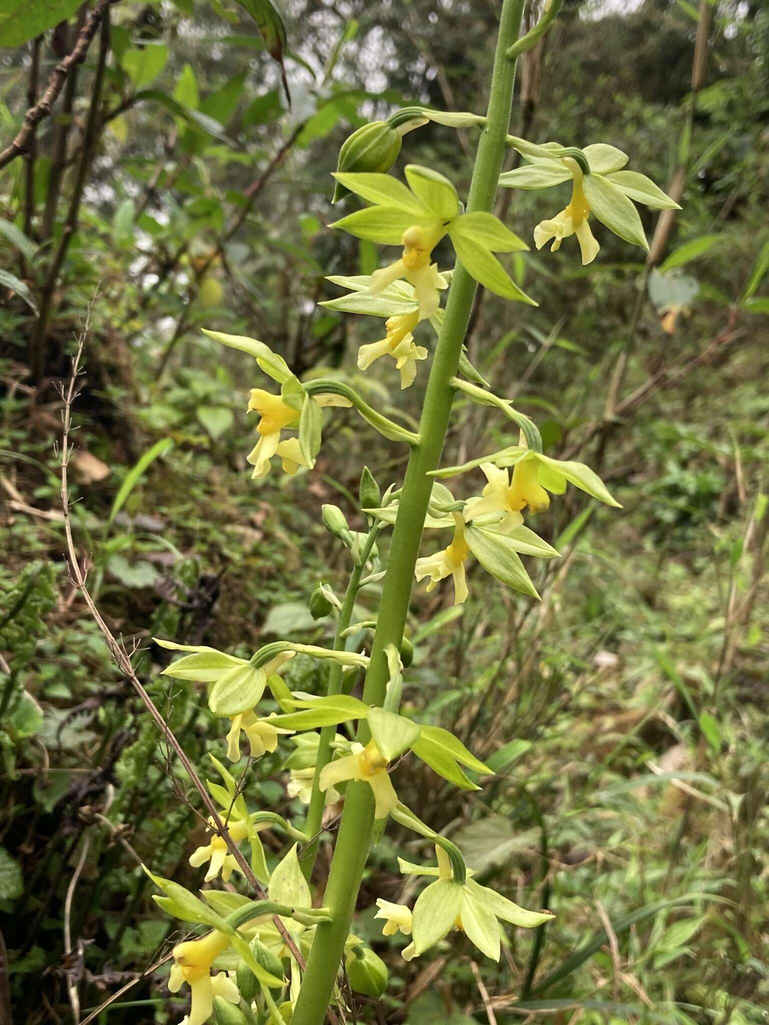 Image of Calanthe griffithii Lindl.