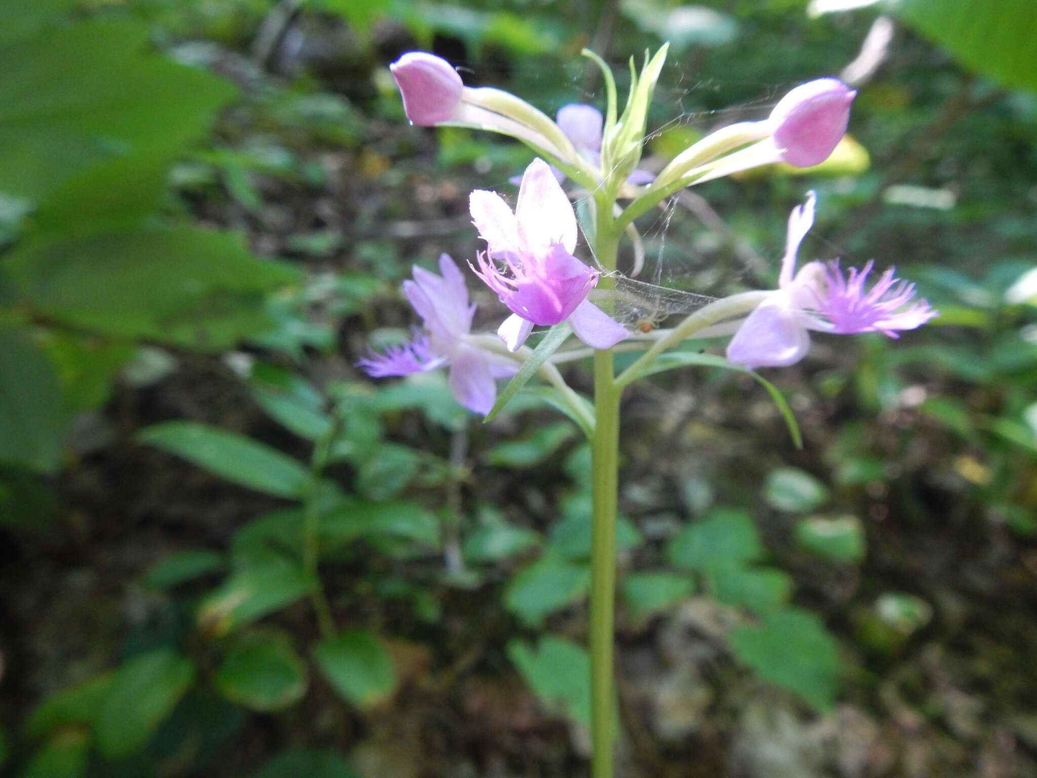 Image de Platanthera shriveri P. M. Br.