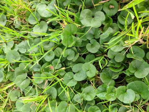 Dichondra donelliana Tharp & M. C. Johnston resmi