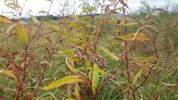 Image of Persicaria lapathifolia subsp. lapathifolia