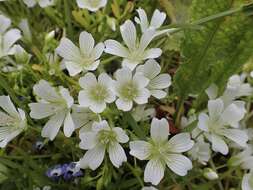 Image of Sebastopol meadowfoam