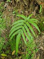 Image of Pteris incompleta Cav.