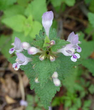 Plancia ëd Lamium garganicum L.