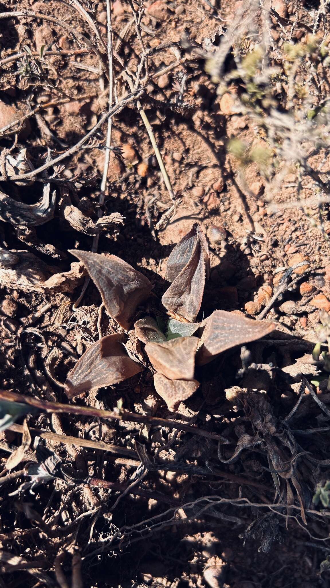 Слика од Haworthia magnifica Poelln.