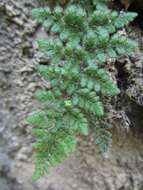 Plancia ëd Myriopteris cooperae (D. C. Eat.) Grusz & Windham