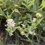 Image of Euploca ovalifolia (Forsk.) Diane & Hilger