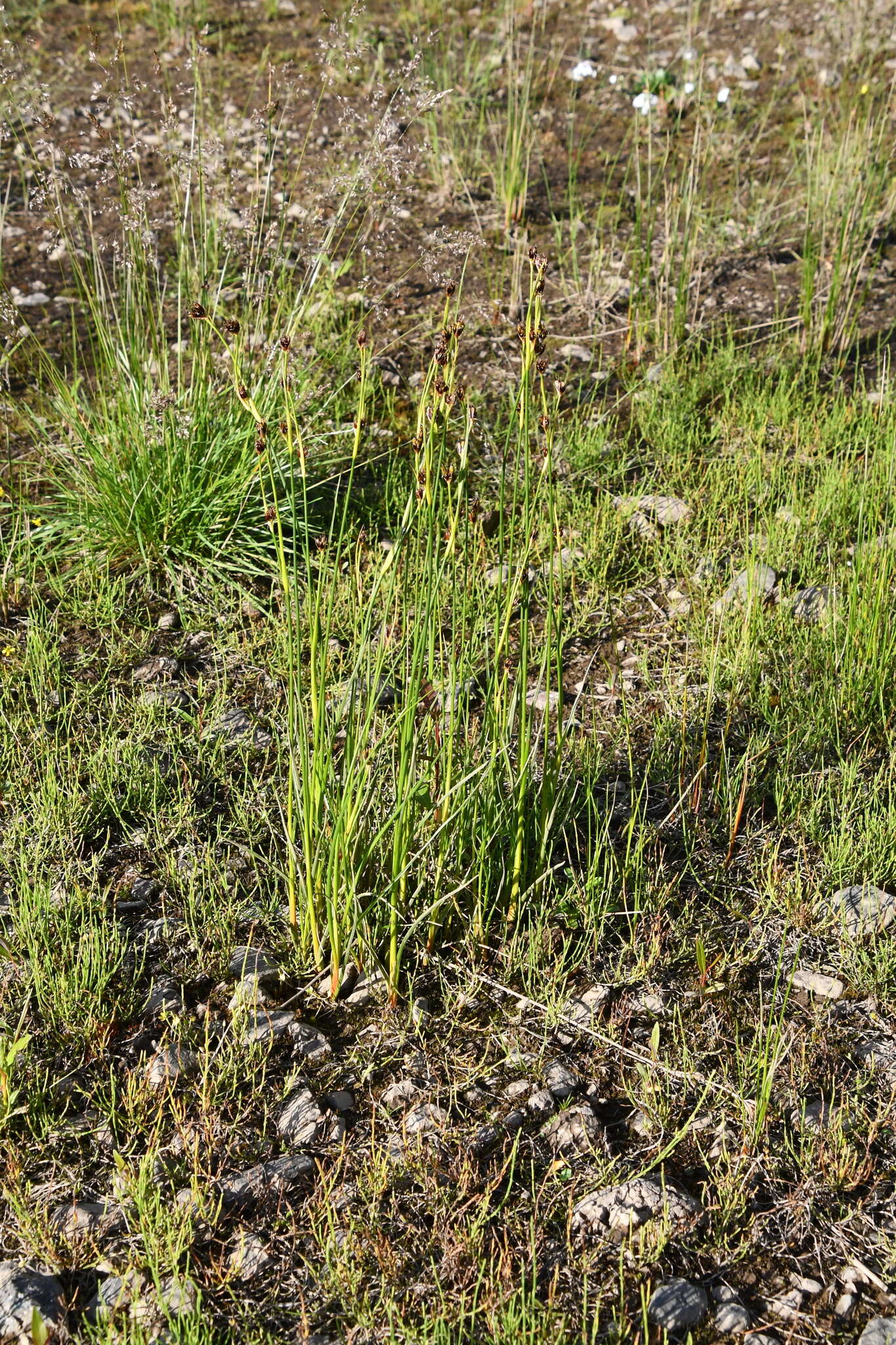 Image de Juncus castaneus subsp. leucochlamys (V. J. Zinger ex V. I. Krecz.) Hultén