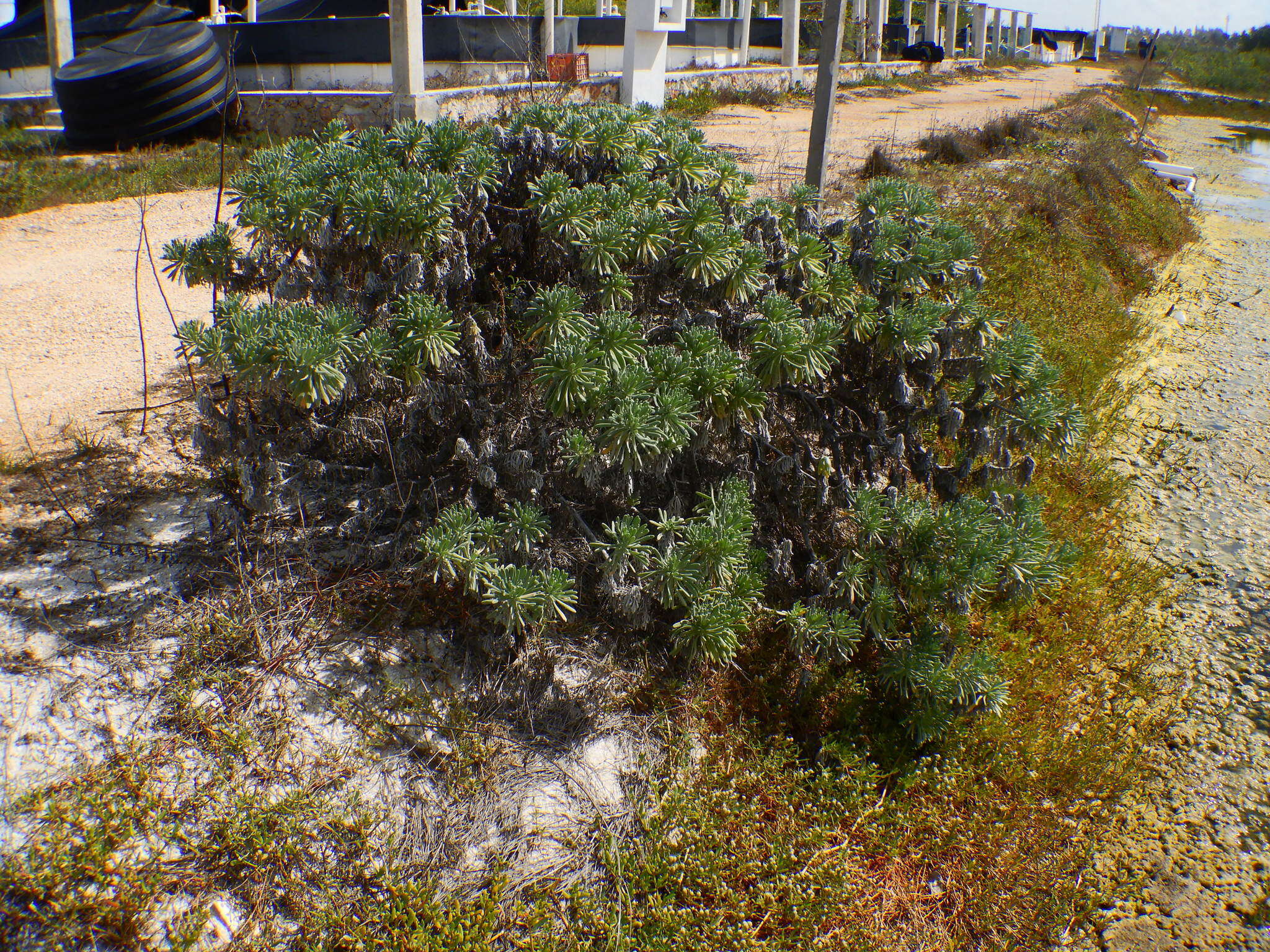 Imagem de Tournefortia gnaphalodes (L.) R. Br.