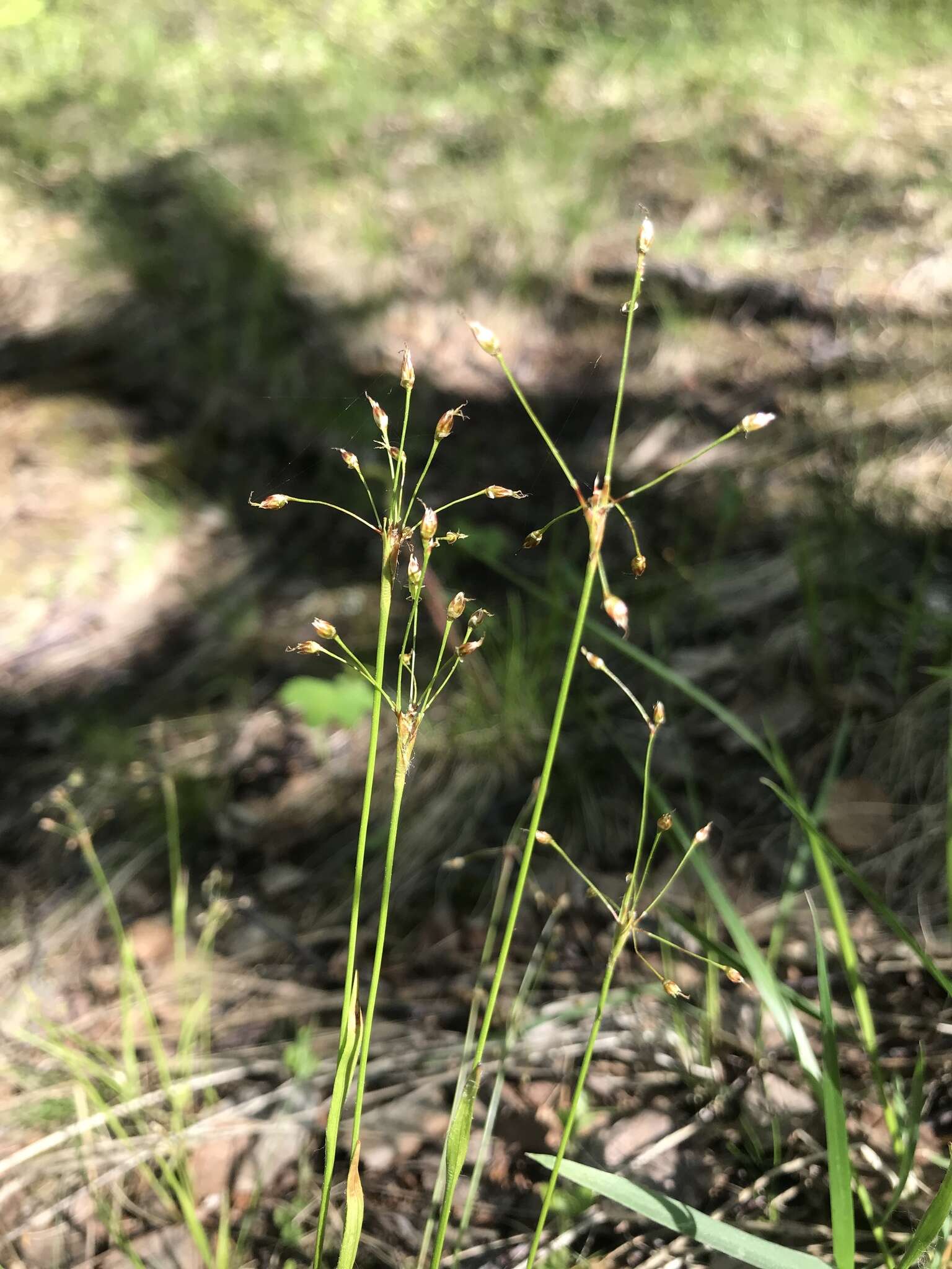 Image of Rufous Wood-Rush