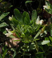 Ononis biflora Desf.的圖片