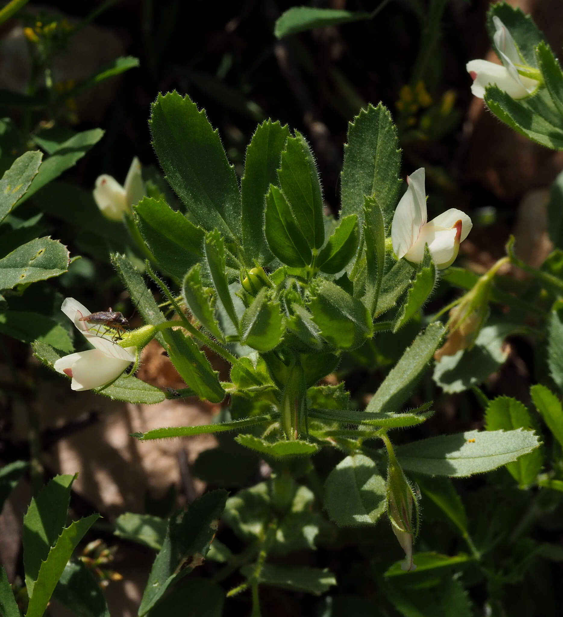 Ononis biflora Desf.的圖片