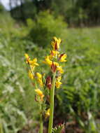 Image de Corydalis sibirica (L. fil.) Pers.