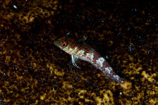 Image of Saddled Blenny