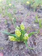 Image of Lachenalia mathewsii W. F. Barker