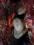 Image of Round-Lipped Boot Sponge