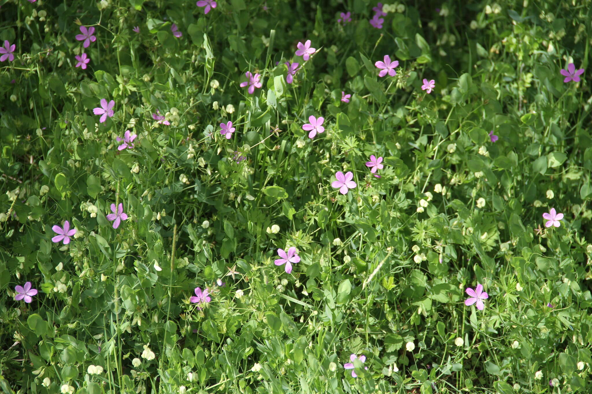 Imagem de Geranium asphodeloides subsp. tauricum (Rupr.) Fritsch