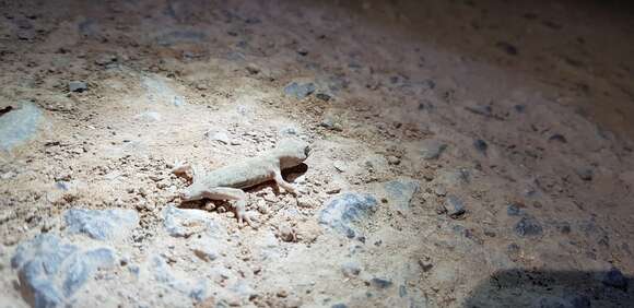 Image of Peking Gecko