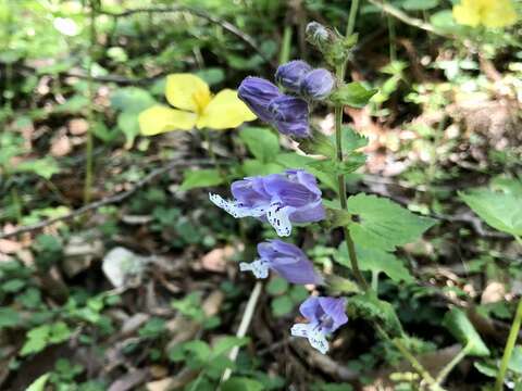 Image of Meehania urticifolia (Miq.) Makino