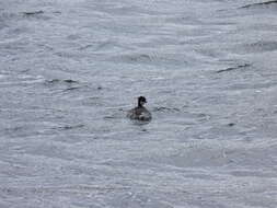 Image of Silvery Grebe