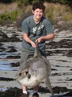 Image of Bumphead sunfish