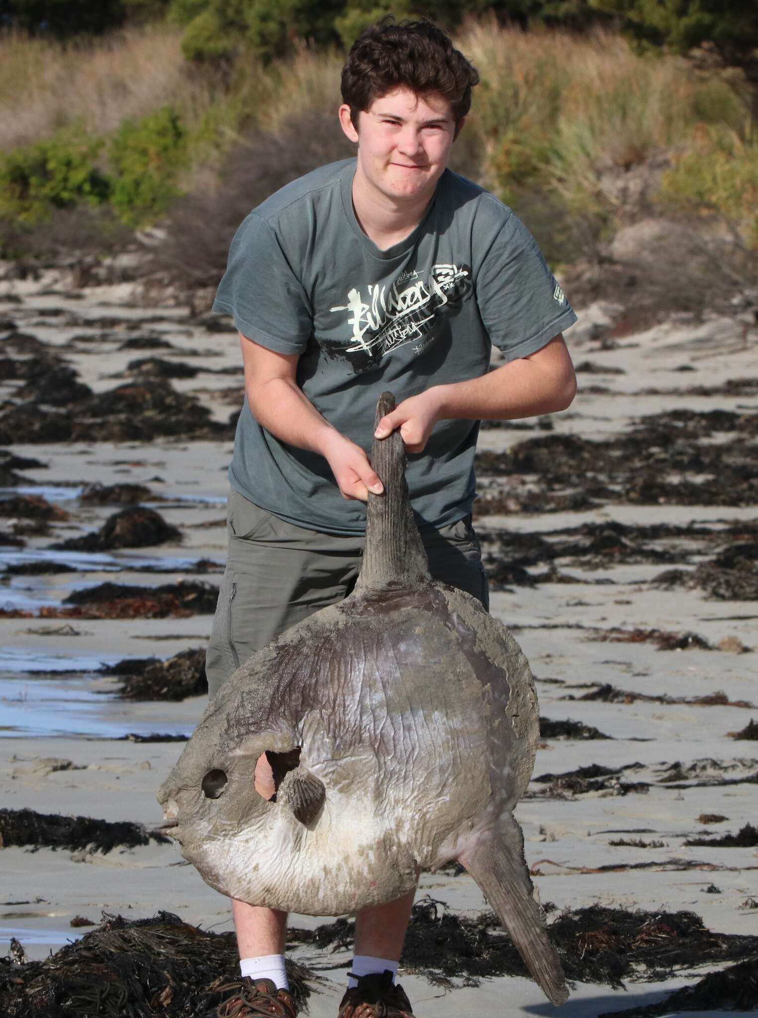 Image of Bumphead sunfish