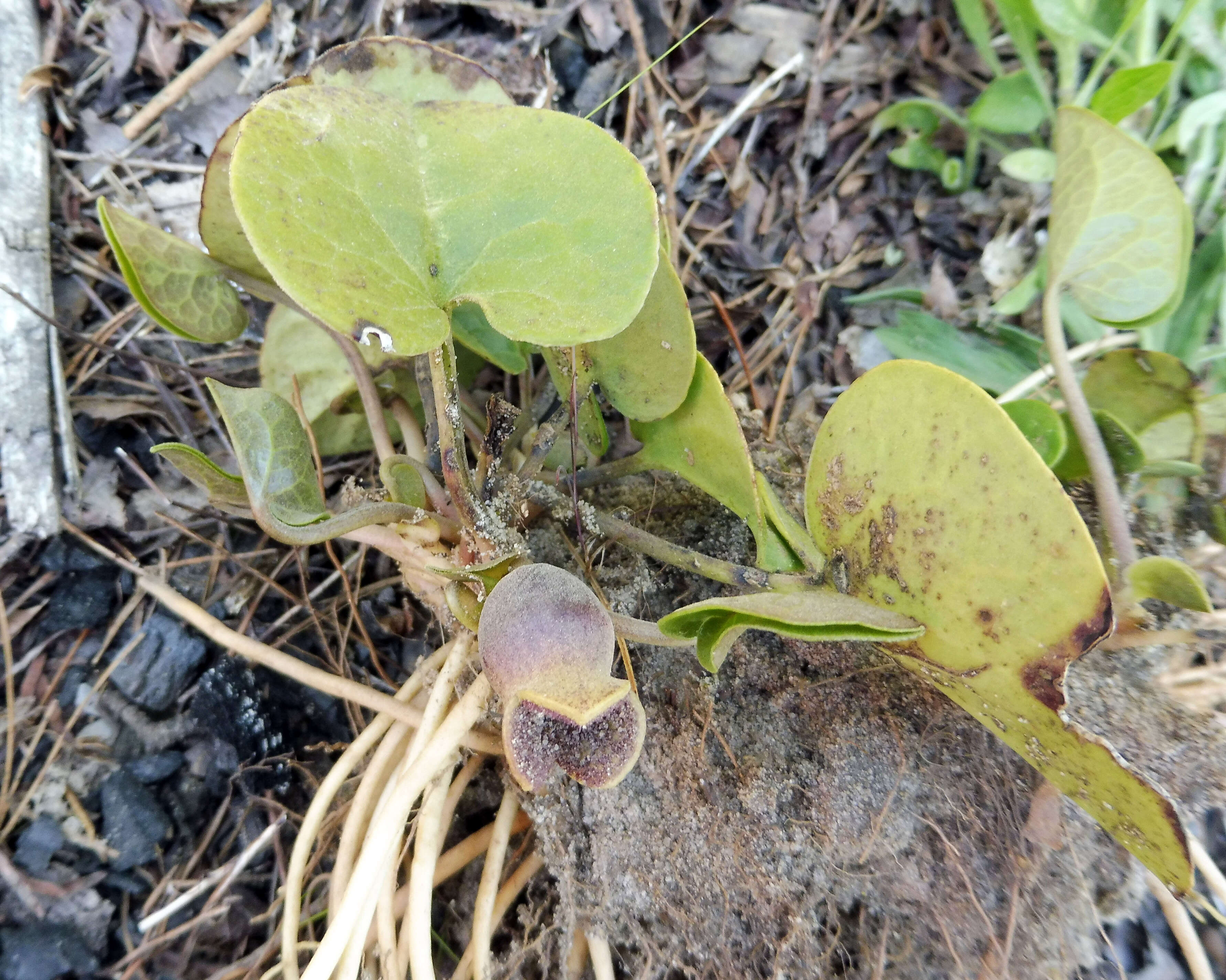 Image of mountain heartleaf