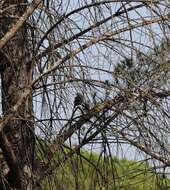 Image of Iberian Magpie