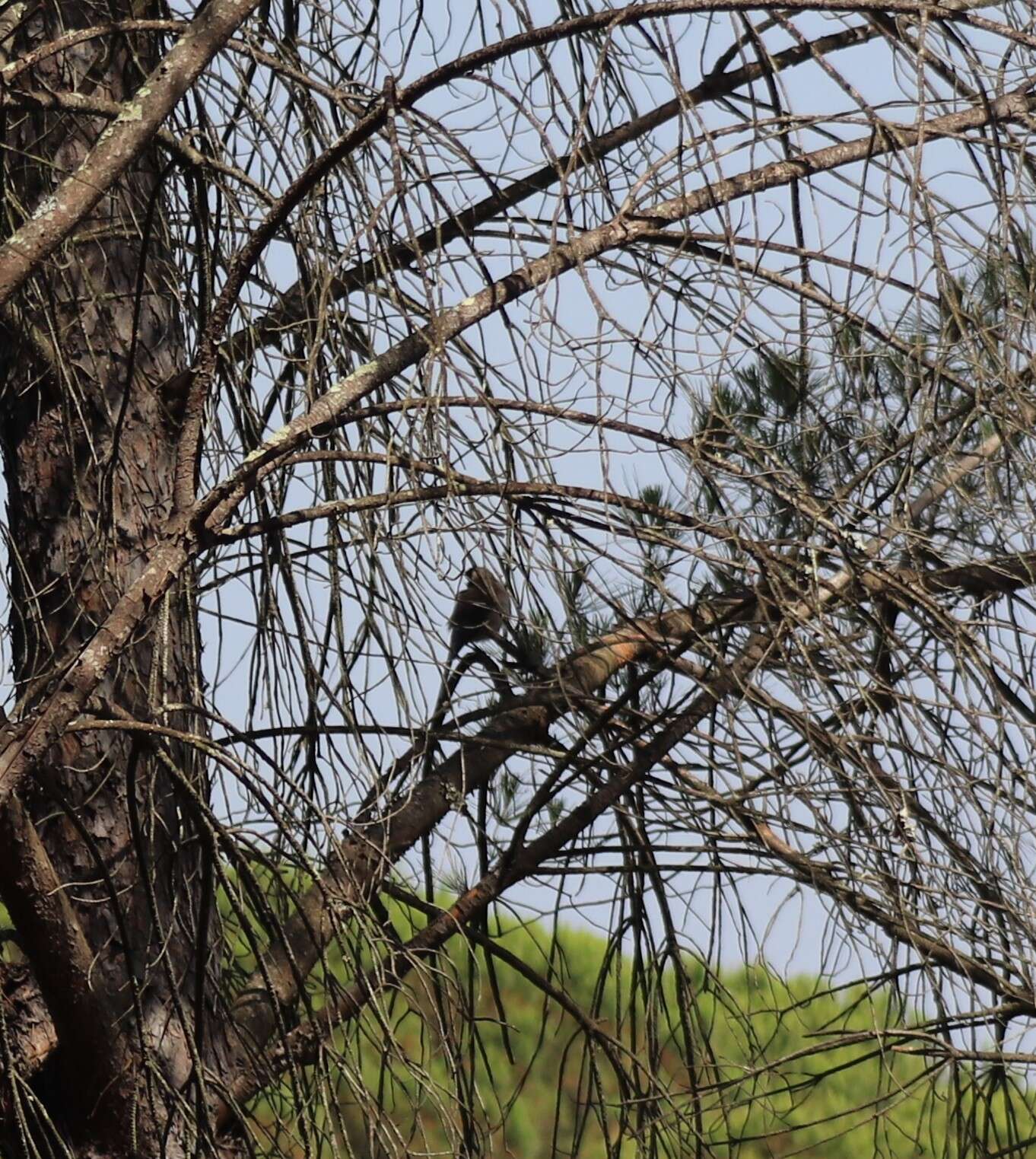 Image of Iberian Magpie