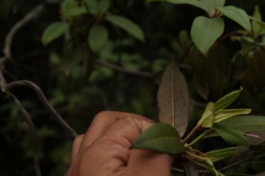 Image of Rhododendron triflorum Hook. fil.