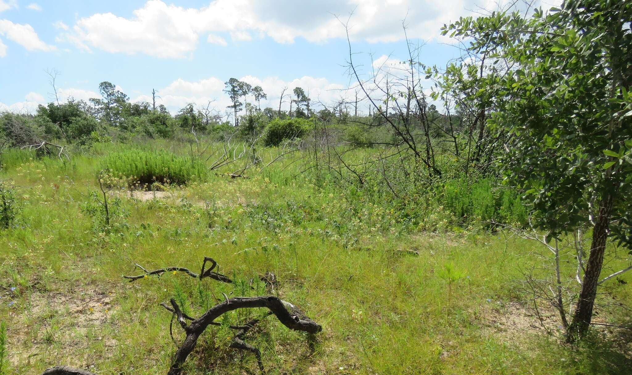 Image of large clammyweed