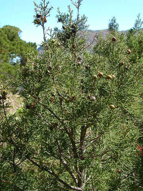 Imagem de Juniperus phoenicea subsp. phoenicea