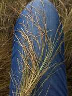 Imagem de Deschampsia elongata (Hook.) Munro