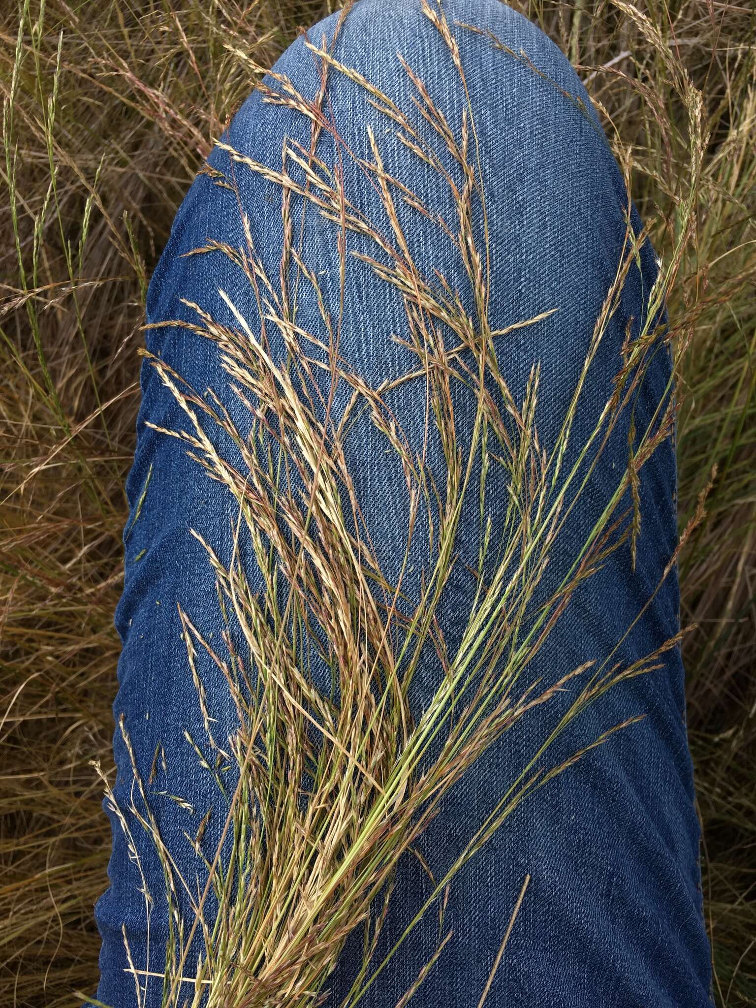 Deschampsia elongata (Hook.) Munro的圖片