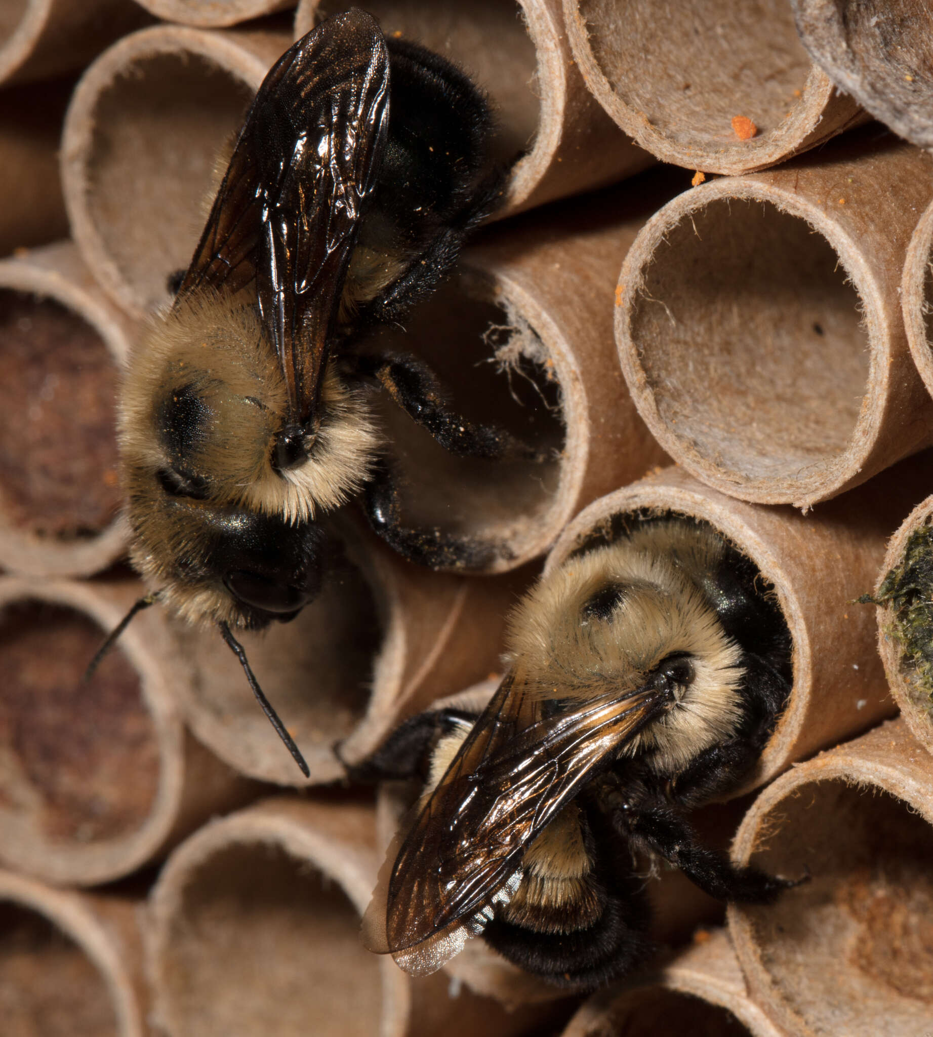 Imagem de Osmia bucephala Cresson 1864