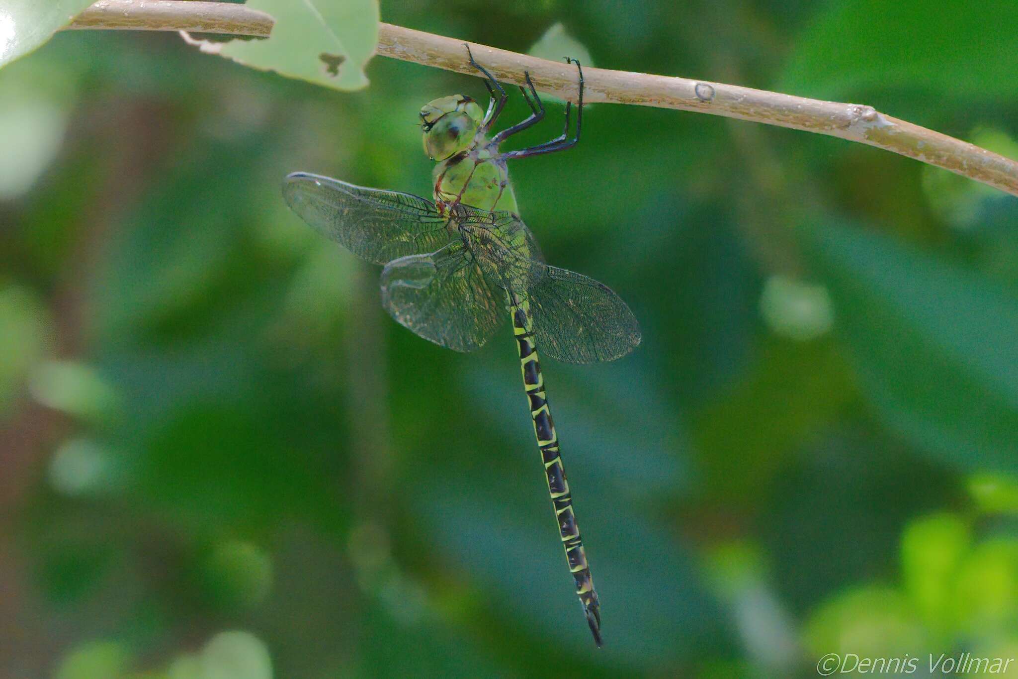 Image of Mangrove Darner