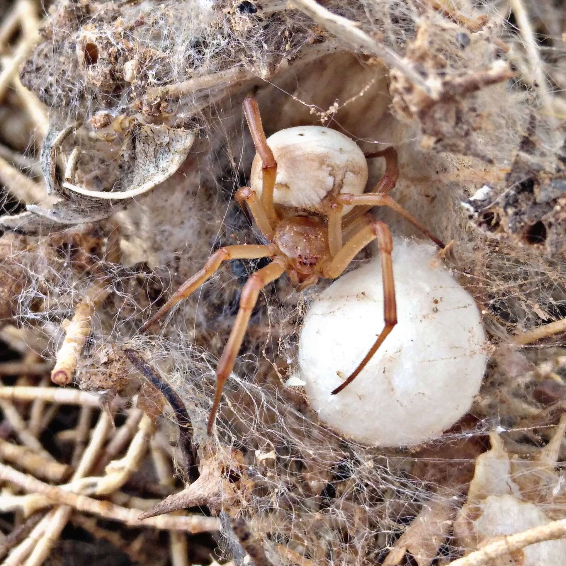 Plancia ëd Latrodectus pallidus O. Pickard-Cambridge 1872