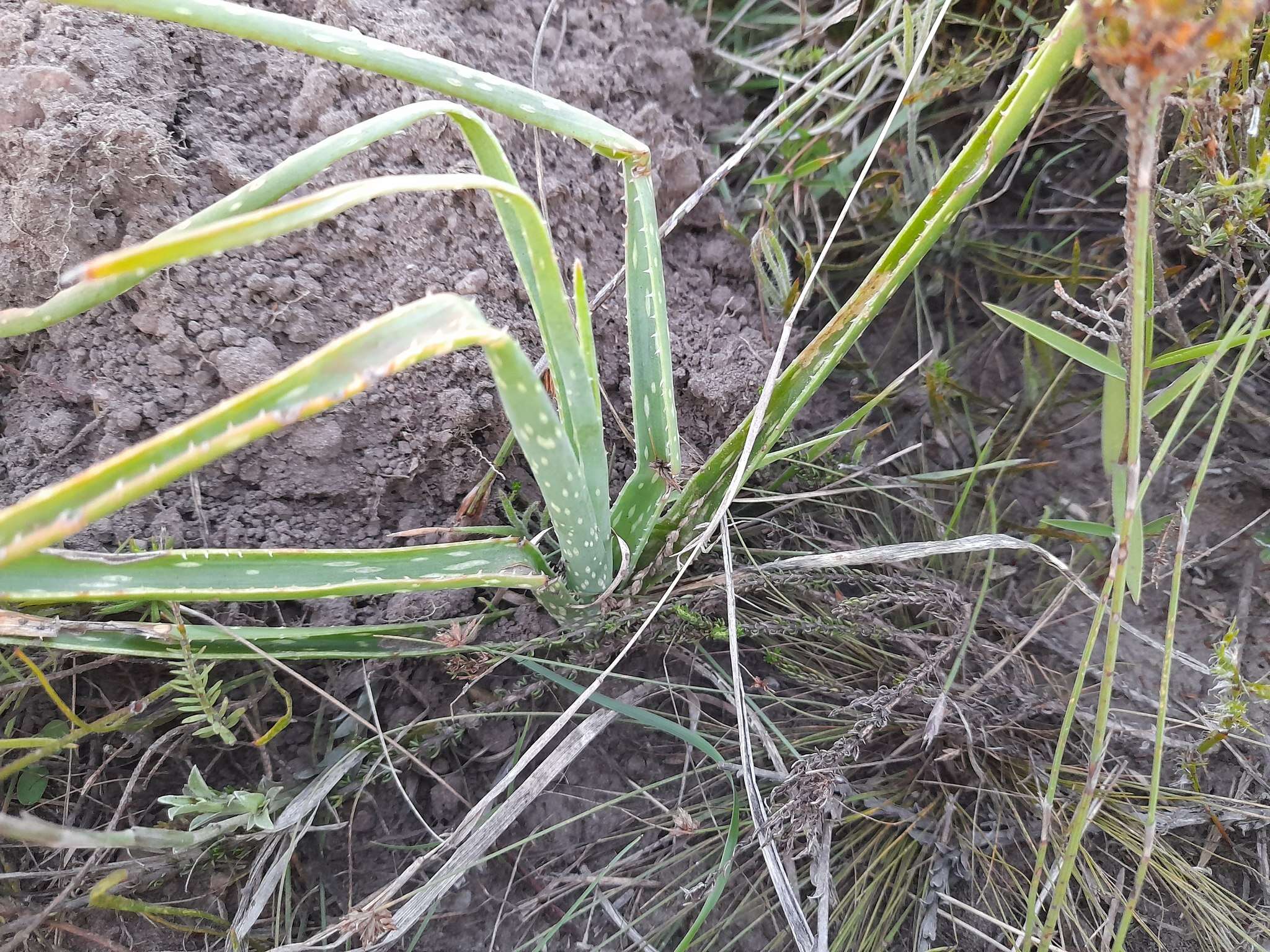 Plancia ëd Aloe micracantha Haw.