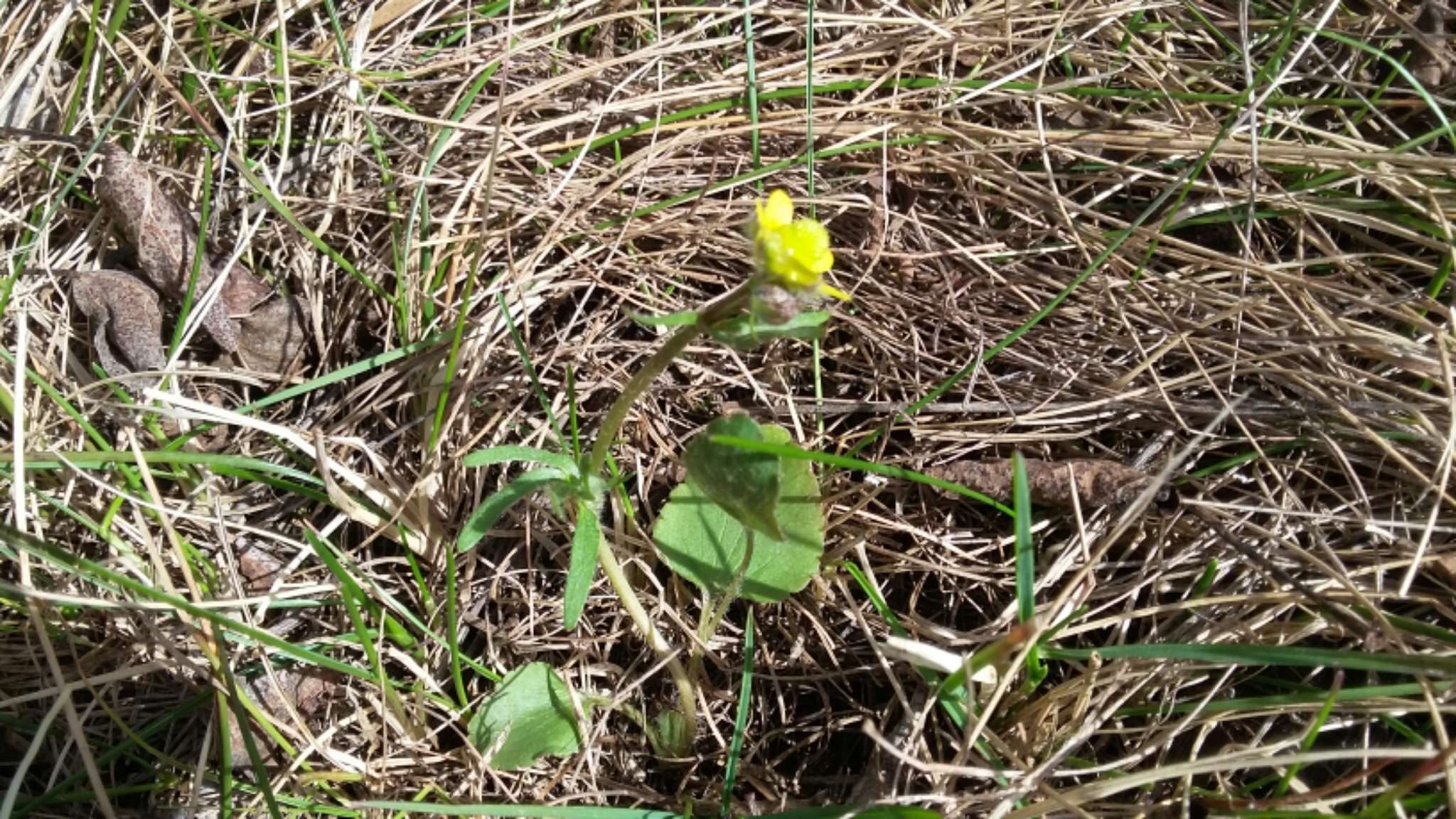 Image of Labrador buttercup