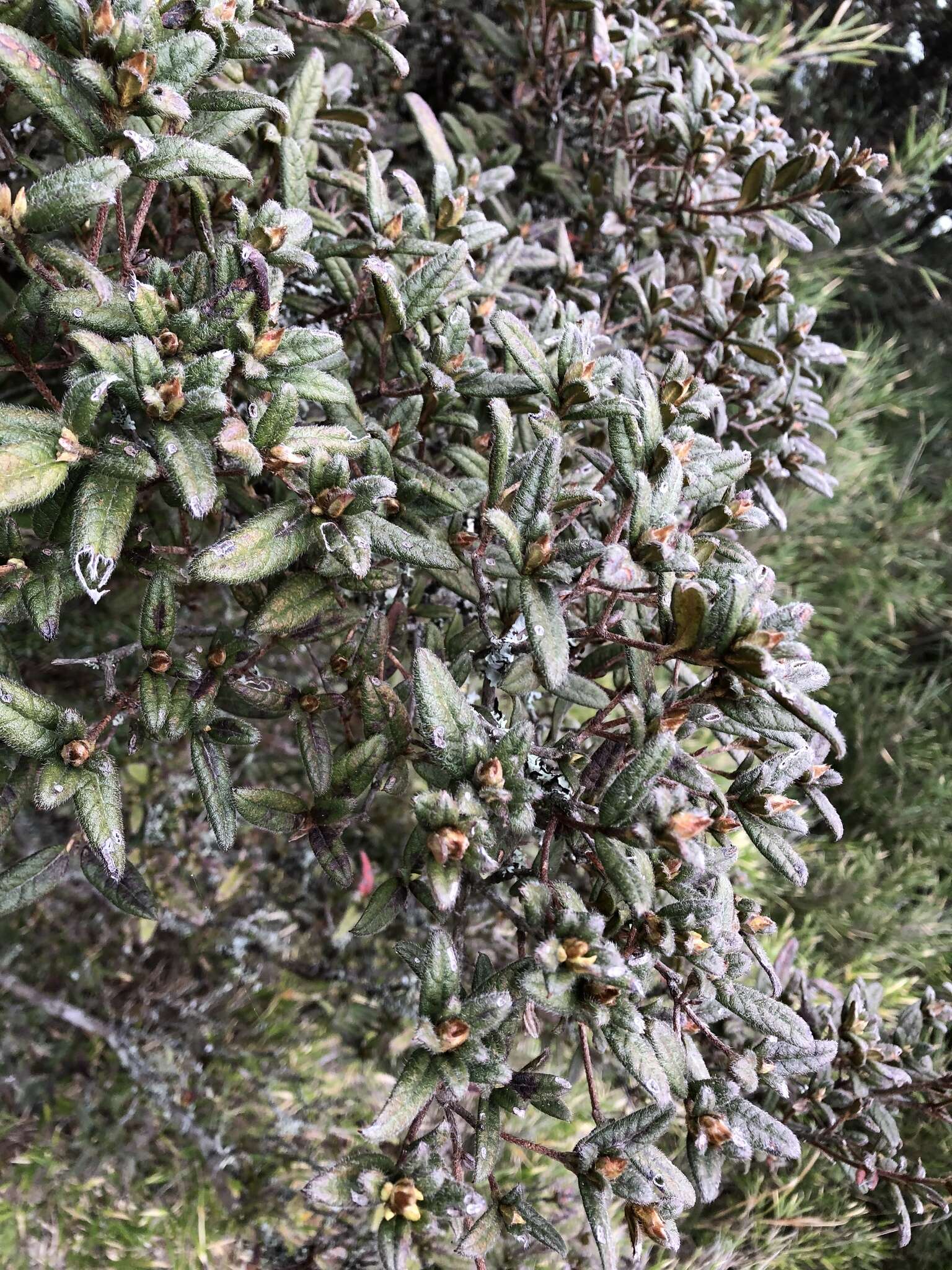 Imagem de Rhododendron rubropilosum var. taiwanalpinum (Ohwi) S. S. Ying