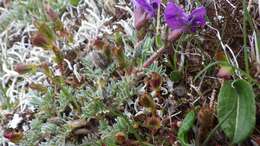 Image of Oxytropis japonica var. sericea Koidz.