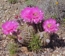 Image of Echinocereus reichenbachii var. perbellus (Britton & Rose) L. D. Benson