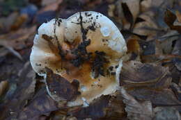 Image of Hygrophorus arbustivus Fr. 1836