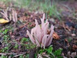 Image of Clavaria rubicundula Leathers 1956