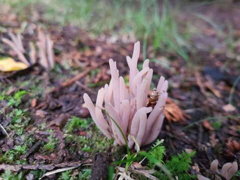 Clavaria rubicundula Leathers 1956 resmi