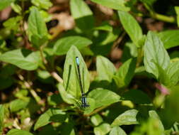 Image of Ischnura erratica Calvert 1895