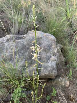 Image of Chlorophytum recurvifolium (Baker) C. Archer & Kativu